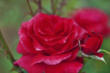 Bahçedeki kırmızı gülü yakından çek.