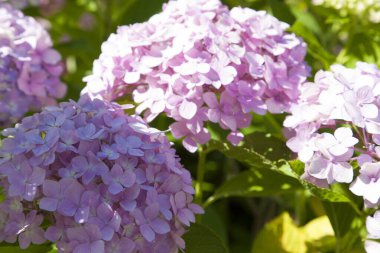 Bahçedeki güzel pembe ortanca çiçeklerine yakın çekim