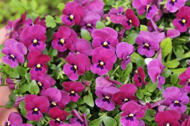 Güzel çiçekler, yakın görüş, doğa konsepti.