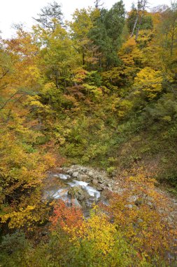 Güzel dağ ormanlarında hızlı akarsu