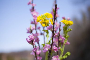 Güzel çiçekler, yakın görüş, doğa konsepti.