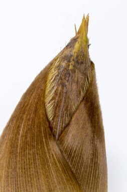 Beyaz arka planda izole edilmiş taze bambu filizini kapatın.