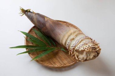 Beyaz arka planda bambu filizi yakın plan