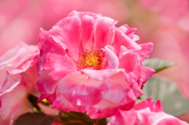 Bahçede açan güzel gül çiçeklerinin yakın plan görüntüsü    