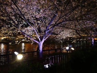 Japonya 'da çiçek açan kiraz ağacının gece manzarası.