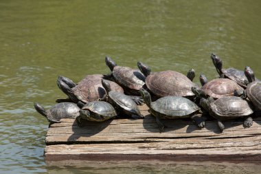 Turtles resting on wooden log