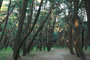 beautiful view of the forest with green trees     