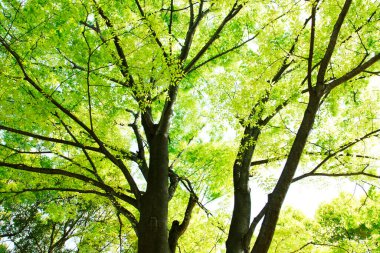 Yazın güzel yeşil bir park. yeşil yapraklar, bitki örtüsü ve doğa      