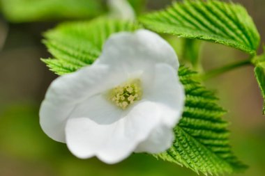 Baharda doğada güzel bir çiçek.