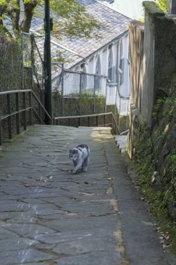 Kediler şehrin caddesinde oturuyor