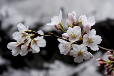 Bahçedeki güzel çiçekler