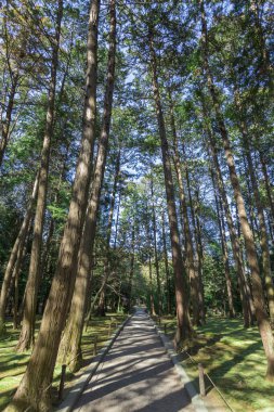 Yeşil parktaki patika. 
