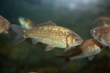 Sazan balığı suda yüzer, manzarayı kapatır 