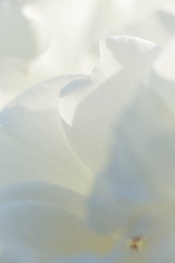 Bahçedeki beyaz gül