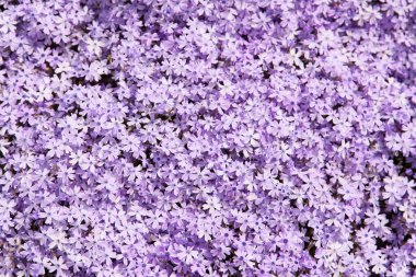 Japonya 'da tarlada güzel fenox çiçekleri