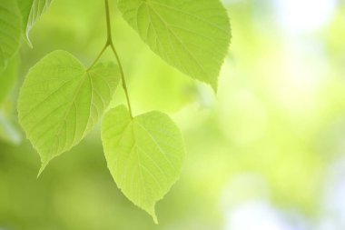 yeşil ıhlamur yaprakları