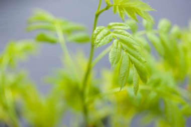 Ormandaki bir bitkinin yeşil yaprakları