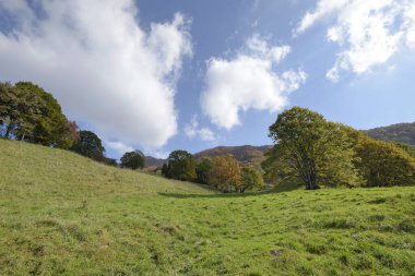 Sonbahar mevsiminde dağ ormanlarında renkli ağaçlar