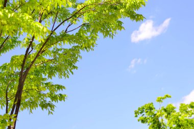 yeşil mavi gökyüzü karşı ağacının yaprakları 
