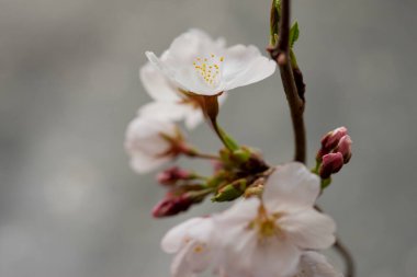 Bahçedeki güzel çiçekler