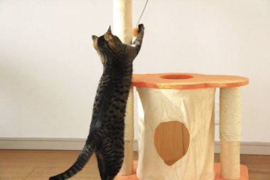 Şirin gri kedi oyuncakla oynuyor.