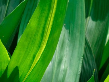 yeşil yaprak arkaplan, görünümü kapat
