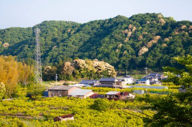 Dağlardaki yeşil orman