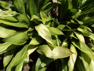 güzel yeşil çim arka plan.