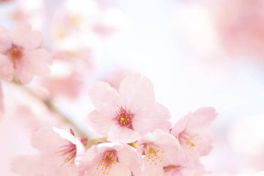 Parktaki güzel pembe sakura çiçekleri 