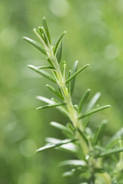 Doğadaki taze bitkiyi kapatın.