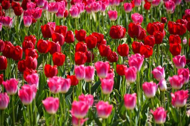 Çiçek açan güzel kırmızı ve pembe laleler.       