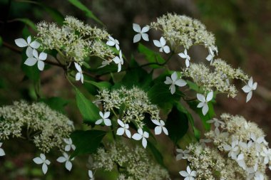 Bahçedeki güzel beyaz çiçeklerin yakın çekim görüntüsü