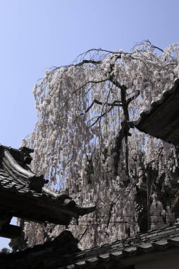 Japonya 'da kiraz çiçeği manzarası 