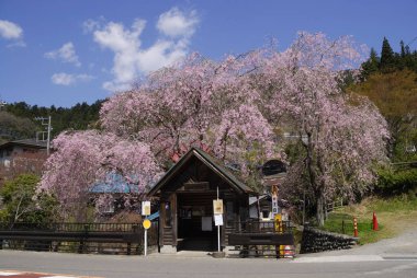 Geleneksel bir Japon parkında çiçek açan güzel kiraz çiçekleri 