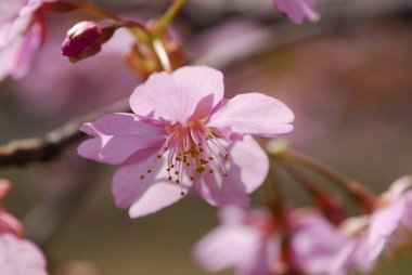 Kiraz ağacında çiçek açan çiçekleri kapat 