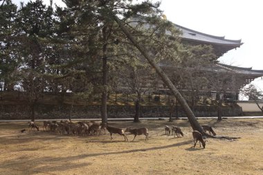 Geleneksel Japon binasının yakınında geyik sürüsü otluyor.