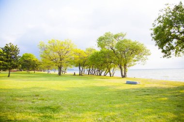 Deniz kıyısına yakın yeşil ağaçlar 