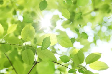 Yeşil yapraklar arka plan. Doğa, ekoloji ve çevre koruma kavramı