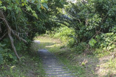 Ormanın güzel manzarası 