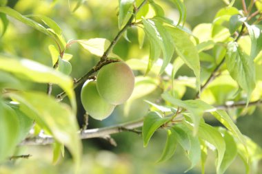 Close-up of Small Green Ume Fruits Growing on a Branch with Bright Foliage