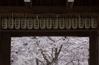 Parkta kiraz ağaçları güzel çiçek açıyor.