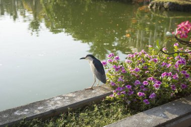 Su ve çiçeklerin yanında duran kuş.
