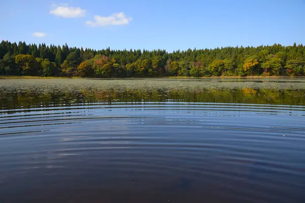 森と風光明媚な湖の美しい景色 — ストック写真