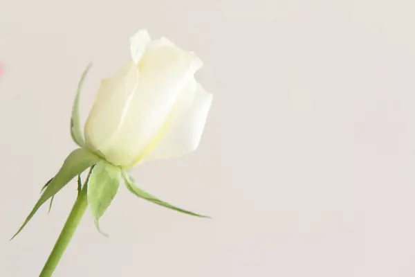 Flor Rosa Blanca Sobre Fondo Claro Con Espacio Copia —  Fotos de Stock