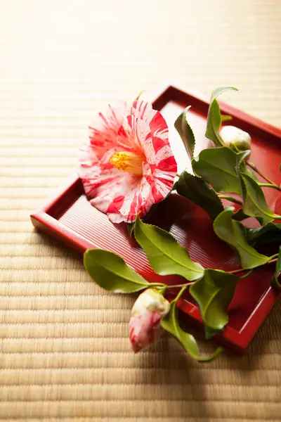 Krásná Červená Květina Misce Šálek Čaje — Stock fotografie