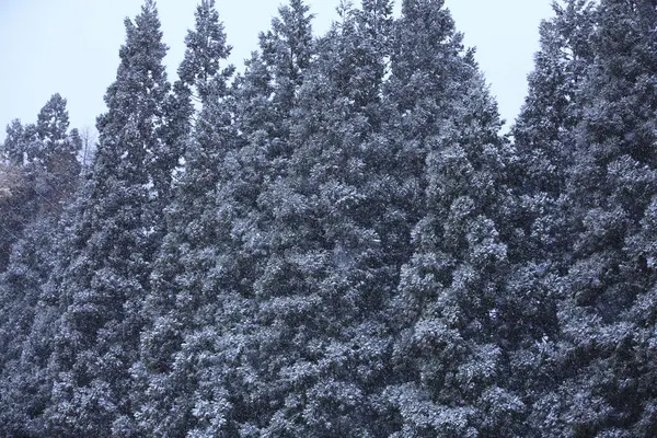 美しい冬の森 雪が覆われた木 — ストック写真