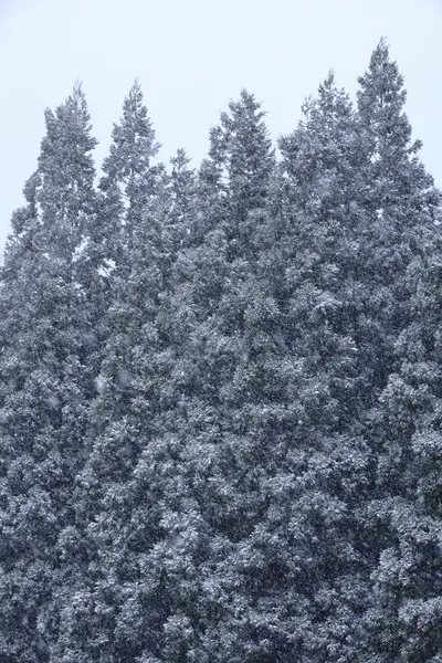 Όμορφο Δάσος Χειμώνα Χιόνι Καλύπτονται Δέντρα Φύση — Φωτογραφία Αρχείου