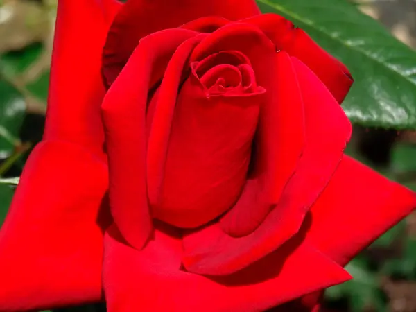 Bahçedeki Güzel Kırmızı Gül Çiçeği — Stok fotoğraf
