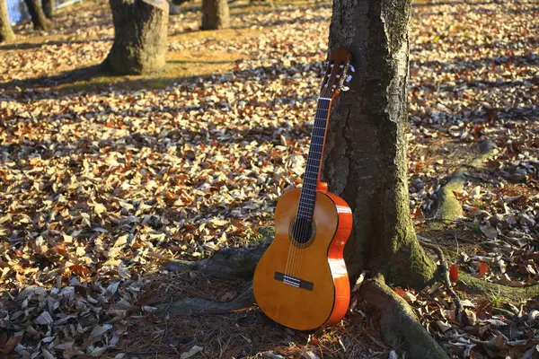 Gitara Akustyczna Jesienią Liście Sezonie Jesiennym — Zdjęcie stockowe