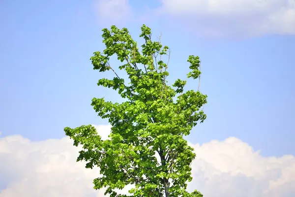 Summer Tree Blue Sky Background — Stock Photo, Image